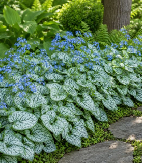 Brunnera macrophylla 'Jack of Diamonds'